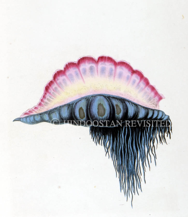 /data/Original Prints/Natural History/THE MEDUSA OR PORTUGUESE MAN OF WAR.jpg